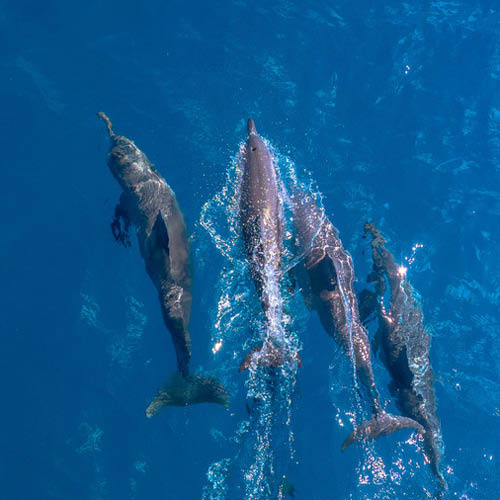 Dolphins Calyspo Reef Cruises